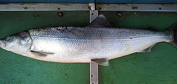 Record photograph for Stenodus leucichthys